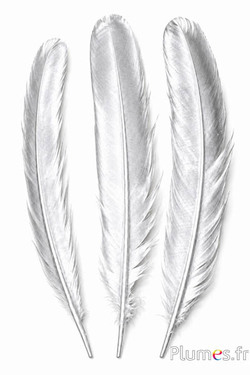 Pfau blau - 30-35 cm - silber